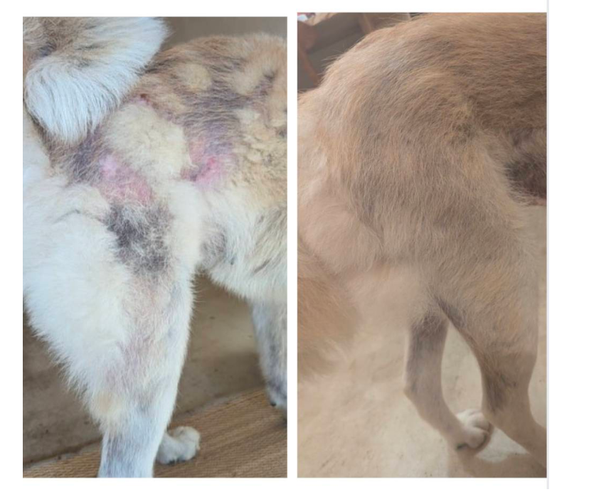 改善したこまちちゃんの写真2